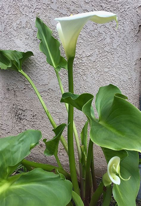 calla lily plant leaves calla lily plants