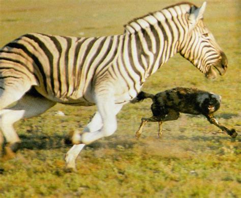 african wild dog  chasing zebra display full image