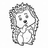 Hedgehog Coloring Book Children Illustrations Dreamstime Vectors sketch template