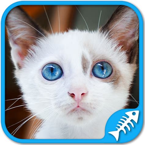 cute kittens games puzzles and sounds in this awesome