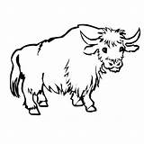 Yak Coloring Template Pages sketch template