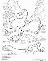 Coloring Ducks Ducklings Duck Colouring His Printable Couple Farm Animal Pages Animals Color Kids Little Printables Family Easter Sheets Duckling sketch template