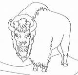 Bison Coloring Clipart Pages Angry Printable Sheet Buffalo Drawing Animal Herd Face Sketch Webstockreview Template sketch template