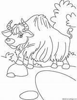 Yak Coloring Walk Pages Toon Link Kids Library Clipart Line sketch template