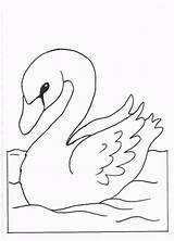Colorear Colorat Lebede Cisne Animale Cigno Planse Lebada Desenho Desene Ganso Gansos P02 Letra Cygne Imagui Fise Primiiani Aves Stampare sketch template