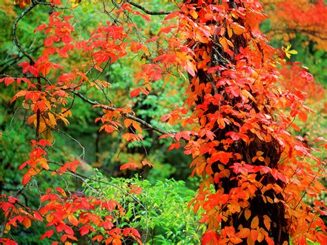Analysis of early autumn