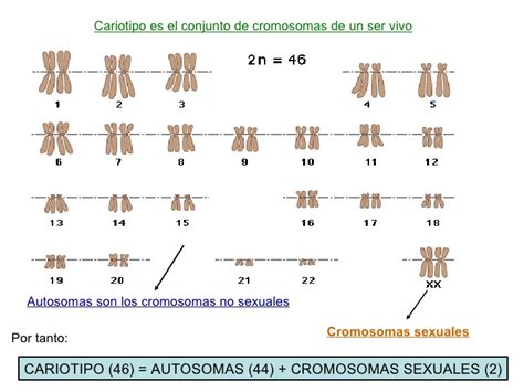 La Célula Cromosomas Humanos Diferencia Entre Autosomas Y Cromosomas