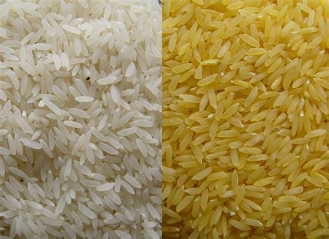 support science condemn golden rice eco terrorism science