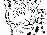 Pages Ausmalbilder Ausmalbild Cubs Kostenlos Leopards sketch template