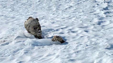 desaparecieron hace 50 años en la montaña y fueron hallados congelados