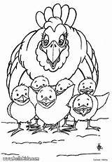 Coloring Pages Hen Popular Chicks sketch template