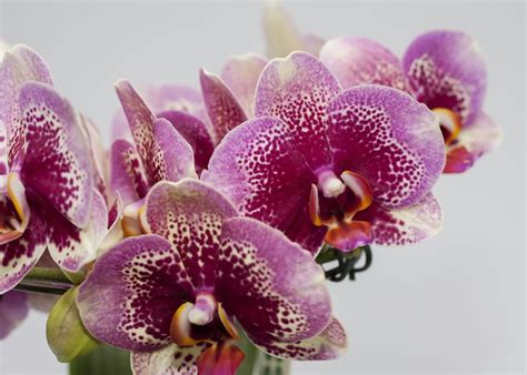 Phalaenopsis Orchids I Do Still