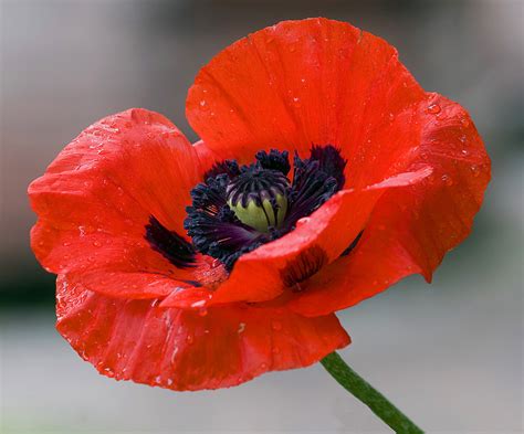 poppy pictures pics images    inspiration