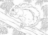 Coloring Squirrel Grey Squirrels Eastern Printable Pages Baum Fox Mexican Version Animals Color Categories Tree Print Designlooter Supercoloring sketch template
