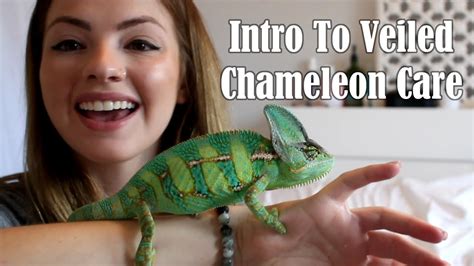 Intro To Veiled Chameleon Care 2017 Youtube