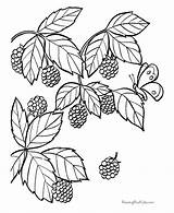 Coloring Blackberry Pages Fruit Printable Drawing Color Spirit Berries Berry Fruits Bush Food Print Kids Clipart Raisingourkids Animal Draw Choose sketch template