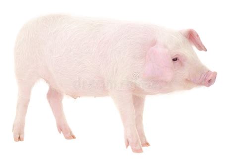 pig  white stock photo image  domestic white color