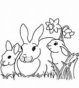 Fattoria Colorare Rabbit Pagine Disegno Coloringpagesforadult Rabbits sketch template