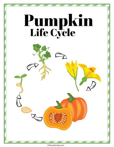 pumpkin life cycle worksheet  printable hourfamilycom