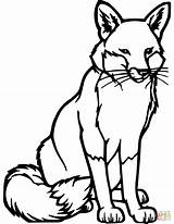 Coloring Pages Fox Animal sketch template