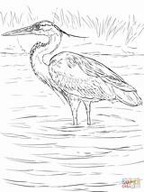 Heron Wetland Garza Marsh Supercoloring Egret Stands Herons sketch template
