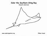 Coloring Stingray Ray Sting Reference Exploringnature Citing sketch template