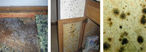 identify  common types  mold   household