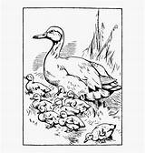Coloring Tadpole Ducklings Printable Way Make Duck Duckling Baby Pages Clipartkey sketch template