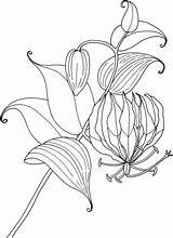 Gloriosa Lilies Glory Rothschildiana Lirio Supercoloring sketch template