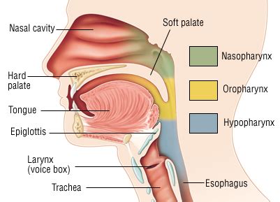 throat anatomy understanding  basics    diagrams