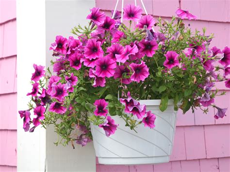 How To Plant Stunning Hanging Baskets And Containers Chatelaine