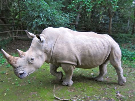 western black rhino extinct