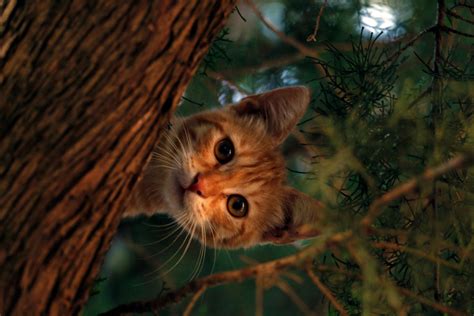 stock photo  cat cute forest