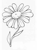 Pages Coloring Flower Chamomile sketch template