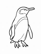 Pinguin Ausmalbilder Ausmalen Ausmalbild Pinguine Galapagos Zeichnen Malvorlagen Einfach Penguins Ausdrucken Poppins Coloringbay Realistic Vorlagen Pinguino Pinguinos sketch template