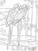 Hyacinth Macaw Macaws Kleurplaat Ara Stokstaartje Supercoloring Uccelli Pappagalli sketch template