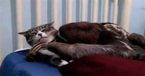 just a sloth hugging a cat video huffpost uk