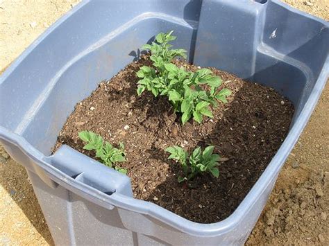 grow potatoes  containers growing potatoes  containers