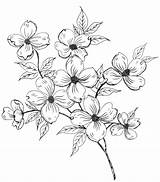 Dogwood Fleurs Noir Floral Sketches Flowertattoos Beginners Choisir Tableau sketch template