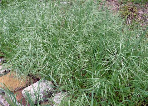 texas nature notes spear grass time