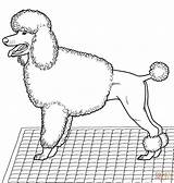 Poodle Coloring Pages Dog Pudel Poodles Printable Toy Color Designlooter Drawing Dogs Sheets Popular Drawings sketch template