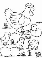 Chicken Coloring Pages Cute Sheets Animal sketch template