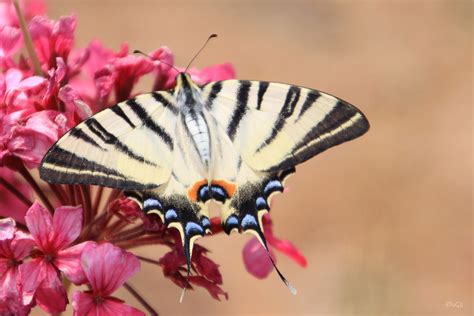 symmetrie der natur foto bild tiere wildlife schmetterlinge bilder auf fotocommunity