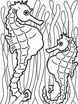 Coloring Seaweed Seahorse Pages Two Food Onto Hang Catch Kelp Fish Colouring Outline Templates Color Printable Kidsplaycolor Painting Cliparts Seahorses sketch template