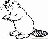 Beaver Coloring Pages Printable Animals Beavers Color Castor Kids sketch template