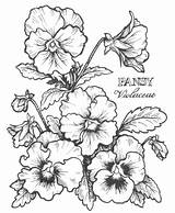 Flower Pansy Drawing Drawings Flowers Coloring Line Pages Pansies Google Digital Patterns Tattoo Stamp Search Painting Printables Tattooskid Clipart рисунки sketch template