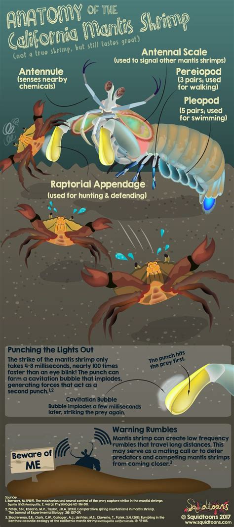 Anatomy Of The California Mantis Shrimp Squidtoons