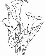 Calla Lily Coloring Pages Flower Lilies Flowers Printable Patterns Stencil Colouring Stencils Getcolorings Color Lillies Craft Print Netart Choose Board sketch template