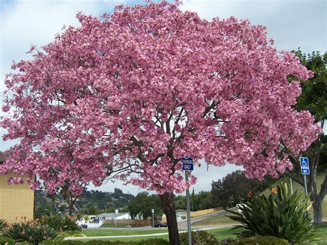 minute gardener photo pink trumpet tree tabebuia impetiginosa