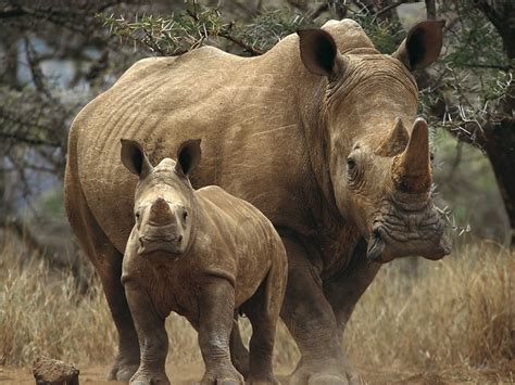 rhino wallpapers pictures images